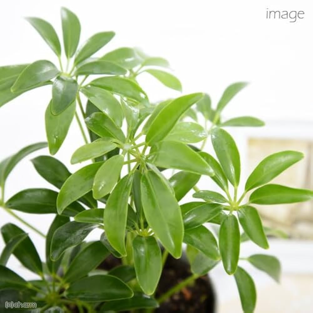 Amazon｜（観葉植物）シェフレラ ホンコン 3号（1ポット